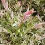 Salix integra 'Hakuro-nishiki'